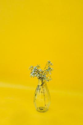 Baby’s breath against yellow