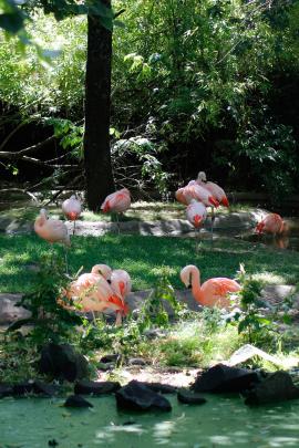 Greater Flamingo Island