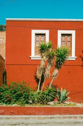 Colorful wall and cacti in San Miguel de Allende, Mexico. Photographed on 35mm film. 