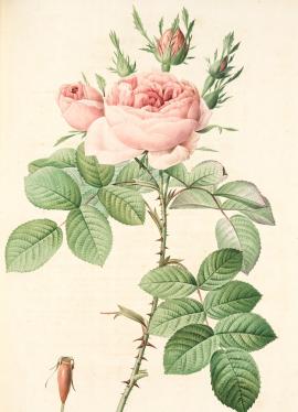 Rosa bifera Officinalis; Rosier damascéne d'Autumne (syn.)