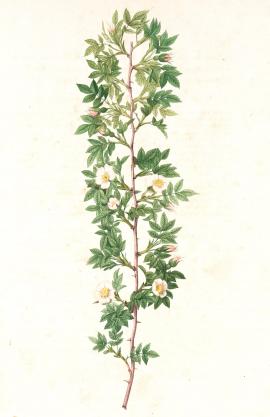 Rosa Aciphylla; Rosier de Chien, variete