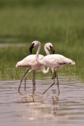 Flemingo at Bogoria Lake Africa at- Bisakhadatta Photography