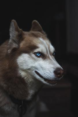 Good-looking husky portrait with her charming eyes