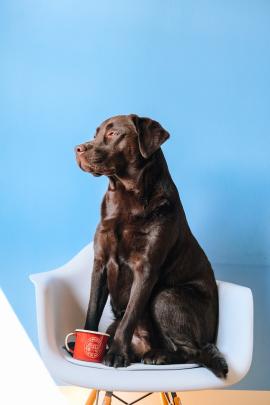 Dog, chair and cup.