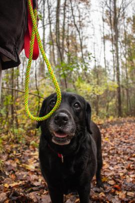 cute photos of my derpy dog on a walk