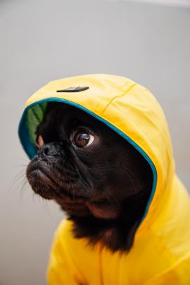 Toshi wearing the Silver Paw rain coat for dogs.