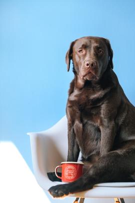 dog and coffee mug