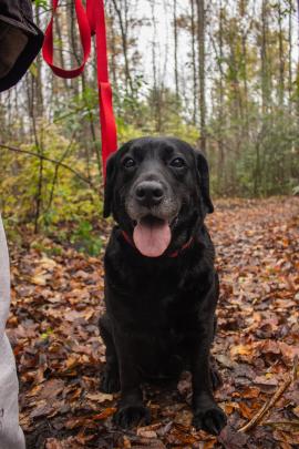 cute photos of my derpy dog on a walk