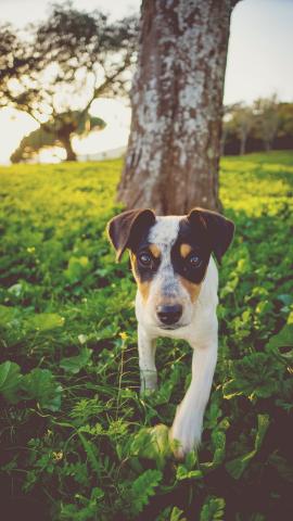 Puppy under a tree