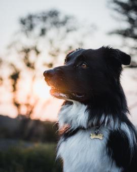 Sunset portrait