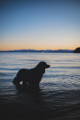 dog going swimming on warm summer fall evening while the sunsets over the lake and behind the mountains
