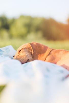 Milo durmiendo después de un largo día de jugar en el río