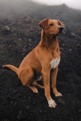 Found this dog on the Pacaya Volcano in Guatemala. Follow my instagram for more content @svenciupka