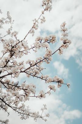 Spring Cherry Blossoms