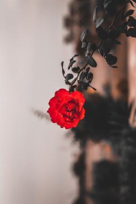 Beautiful Red Rose 🌹 