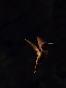 Hummingbird in the Dark