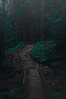 bridge pathway through forest