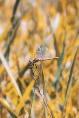 I hate insects but this one is beautiful.