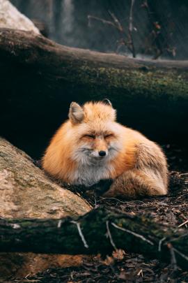 cute red fox