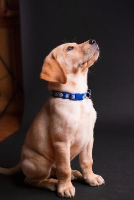 Yellow Labrador Retriever Puppy in front of black backdrop