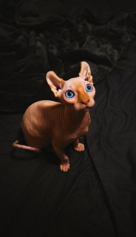 A sphinx cat on a dark sheet