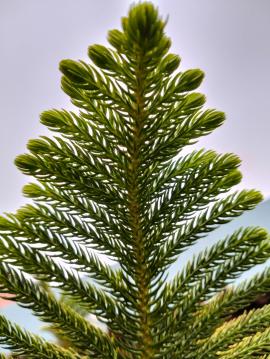 Araucaria cunninghamii is a species of Araucaria known as hoop pine. Other less commonly used names include colonial pine, Queensland pine, Dorrigo pine, Moreton Bay pine and Richmond River pine. 