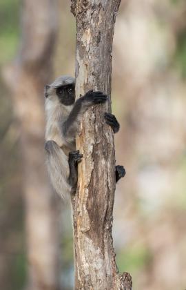 Northern Plain Langur