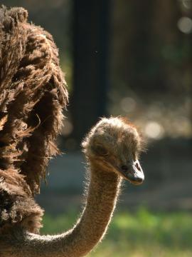 Closeup Headshot Ostrich