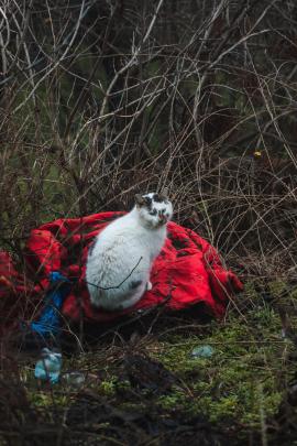 dirty cat in the woods