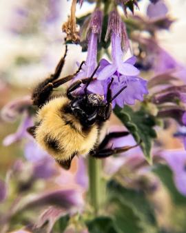 Macro Bumblebee Portrait