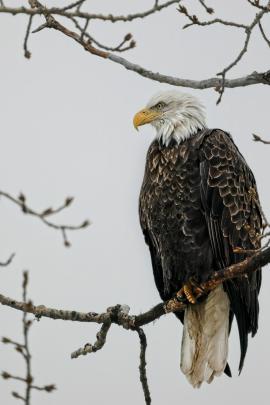 Adult Bald Eagle perched in a tree, Hecla Island, Manitoba