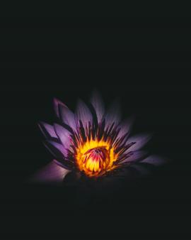 Dark purple flower