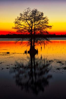 Beautiful sunset silhouette of a tree 