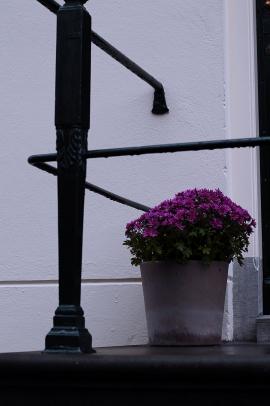 potted flowers on front steps