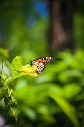 Beautiful butterfly, butterfly photos, Monarch butterfly, Orange butterfly, Simple photos, Simple wallpaper, Simple wallpapers, animals, animal photos