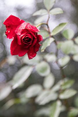 beautiful red rose in the park