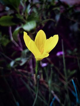 Awesome yellow flower HD image.