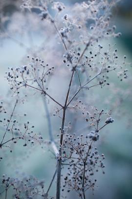 delicate wild flowers covered with first hoarfrost