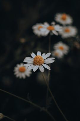 White Daisy