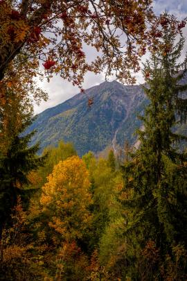Autumn in the Alps @ Foret Communale de Chamonix-Mont-Blanc, France…