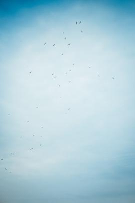 Birds circling Cape Split. Annapolis Valley, Nova Scotia