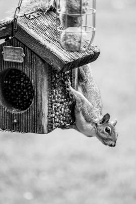 Black and White photo of grey squirrel hanging from a bird feeder