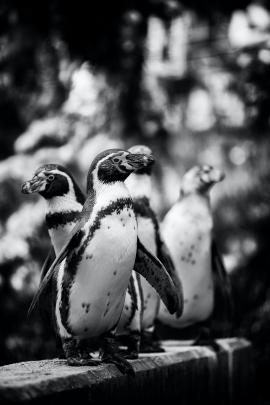 four penguins waiting for dood