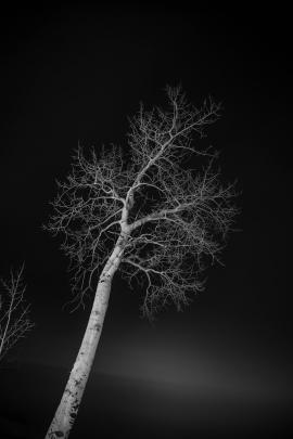 Black and White Aspen Tree