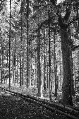 B&W trees in the forest catching the light.