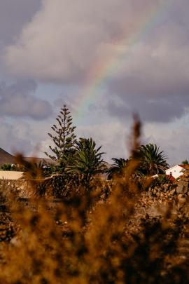 rainbow over palms 