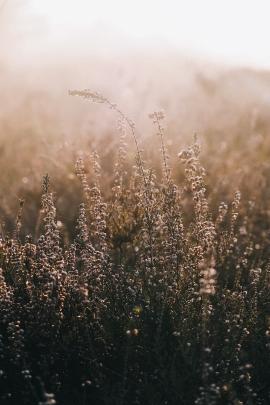 heather in the golden sun