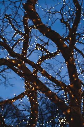 Trees at dusk, Reykjavik