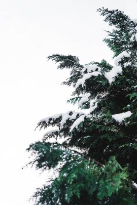 Snowfall on a Tree