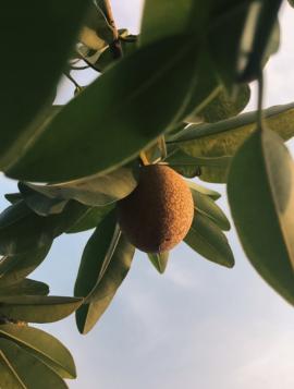 Sapodilla